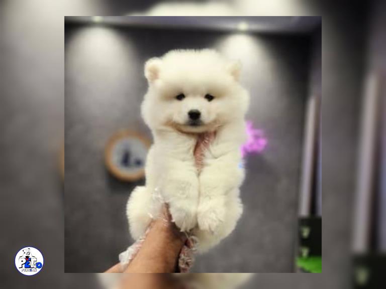 سگ ساموید - ساموید