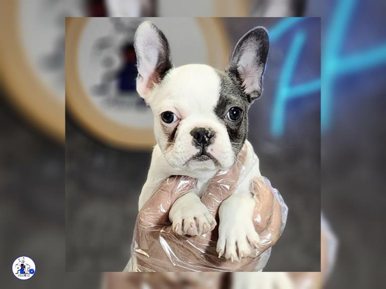 سگ فرنچ بولداگ - سگ بولداگ فرانسوی french bulldog