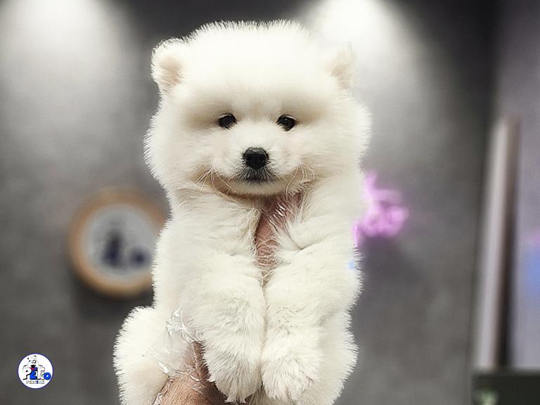 سگ ساموید کینگ - ساموید