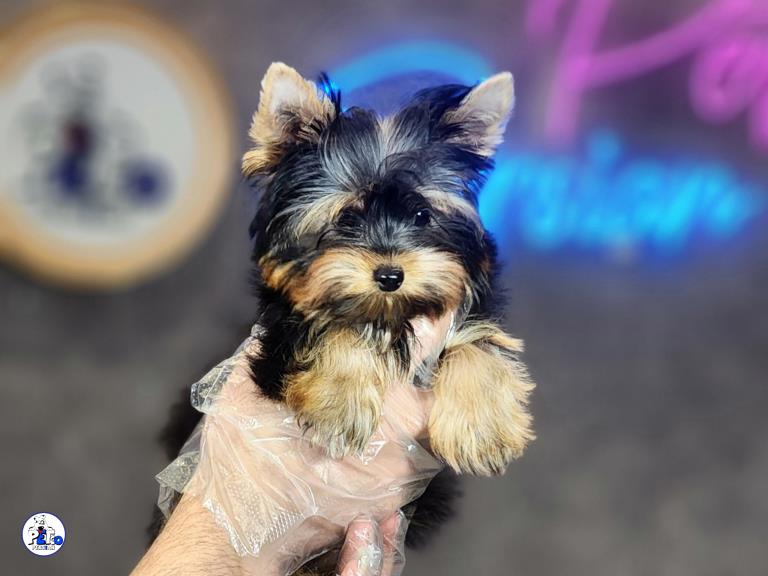 سگ یورکشایر - یورکشایر تریر