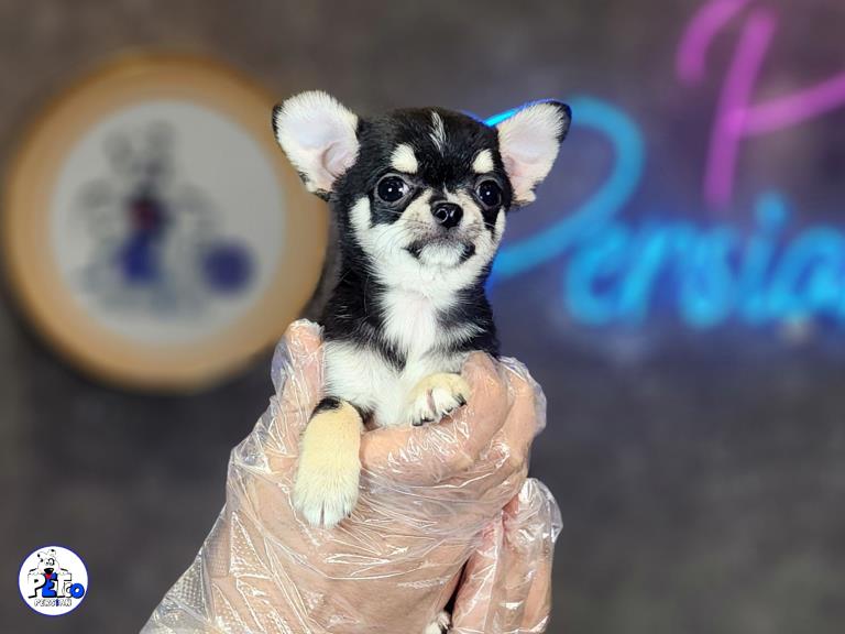 سگ شیهواهوا تیکاب - شیهواهوا ( Chihuahua )