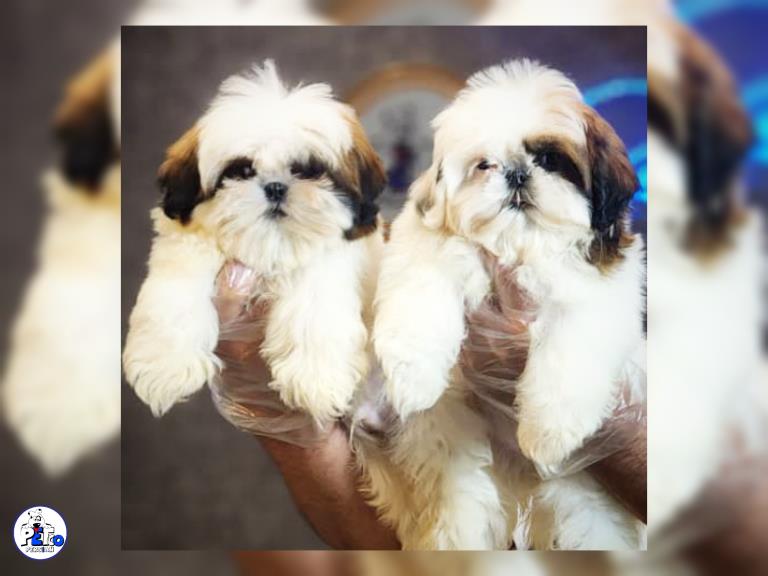 سگ شیتزو مینیاتوری - سگ شیتزو