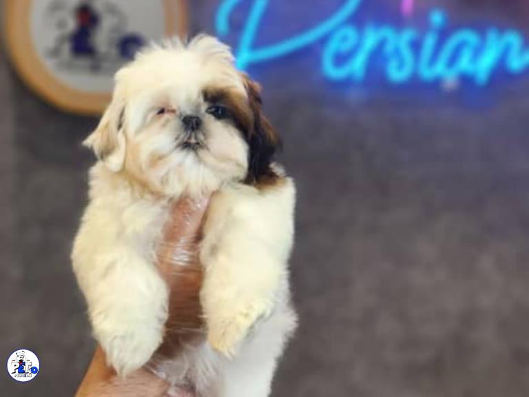 سگ شیتزو  - سگ شیتزو