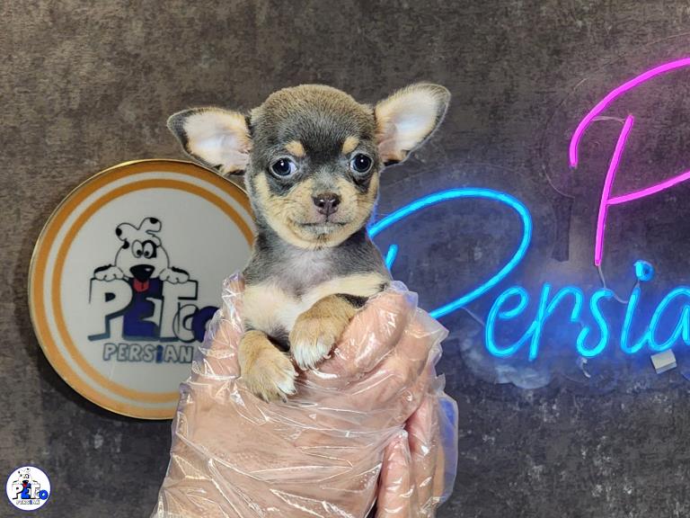 سگ شیهواهوا تیکاپ - شیهواهوا ( Chihuahua )