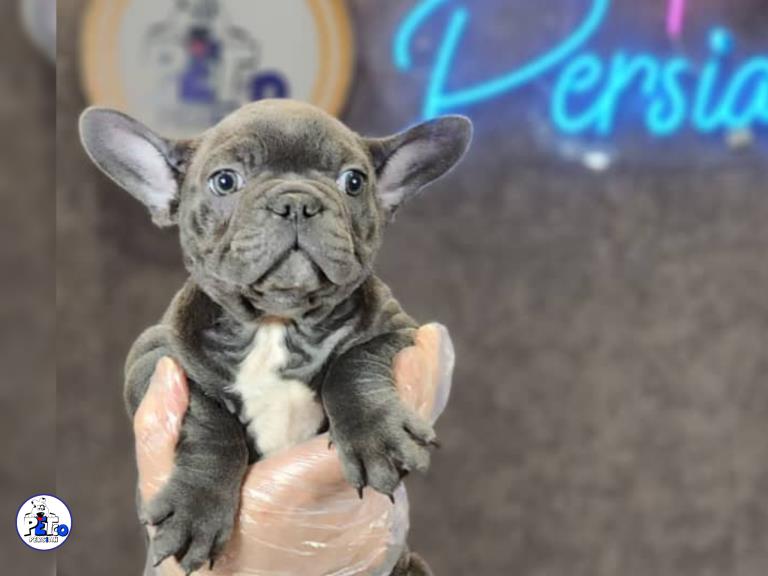 سگ فرنچ بولداگ  - سگ بولداگ فرانسوی french bulldog