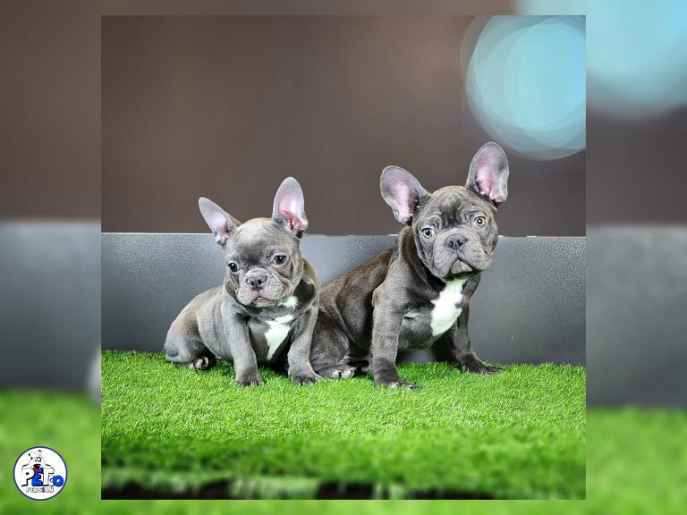 سگ فرنچ بواداگ - سگ بولداگ فرانسوی french bulldog