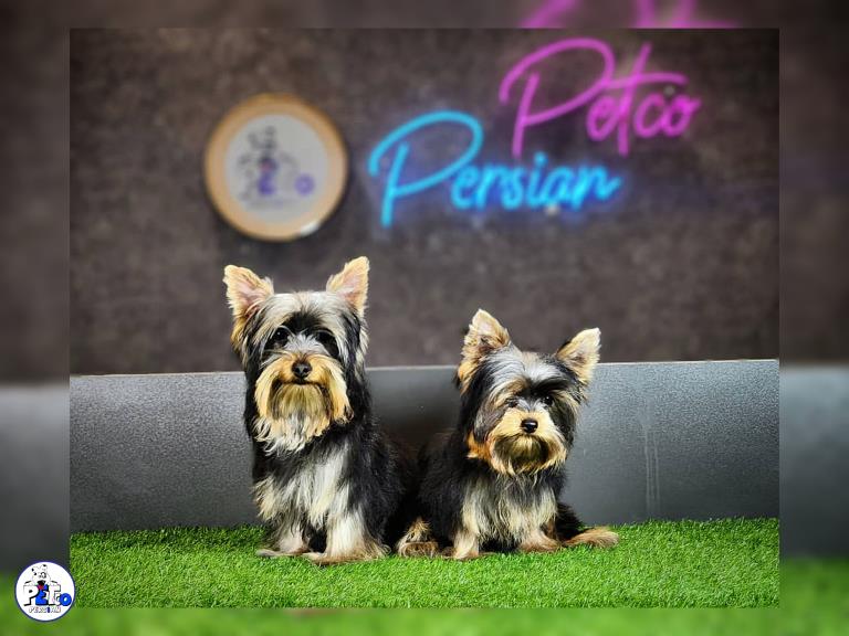 سگ یورکشایر - یورکشایر تریر