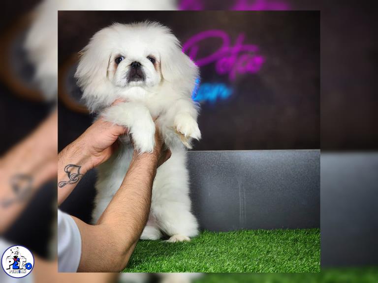 سگ پکینز امپریال - سگ پکینز pekingese