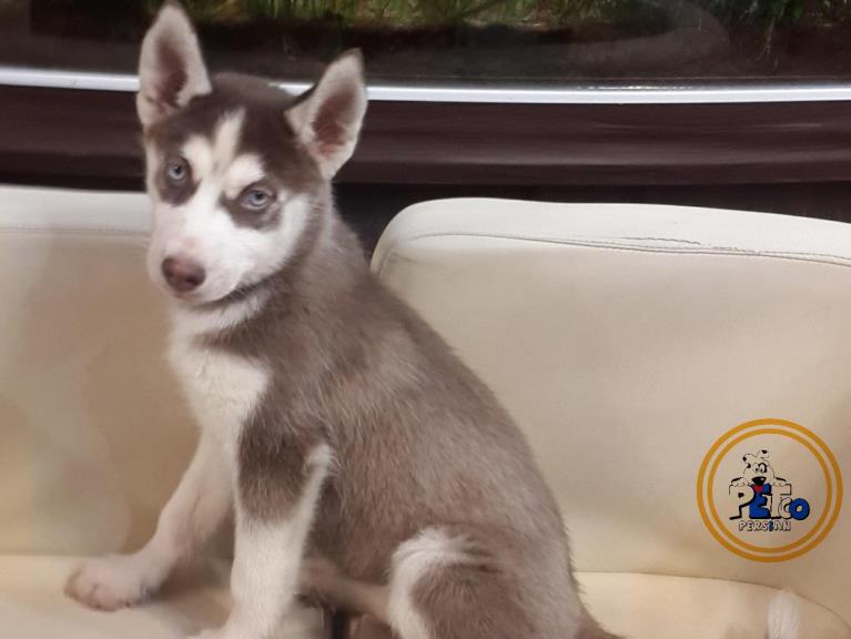 فروش سگ سیبرین هاسکی - سگ سیبرین هاسکی ( Siberian Husky )