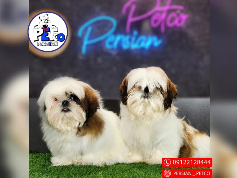 سگ شیتزو مینیاتوری - سگ شیتزو