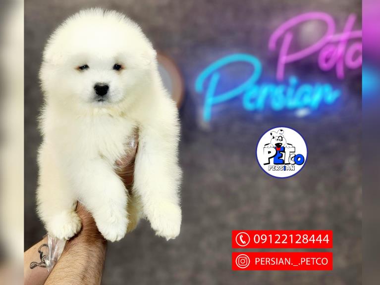 ساموید کینگ  - ساموید