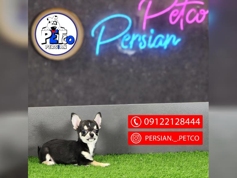 سگ جیبی شیهواهوا  - شیهواهوا ( Chihuahua )