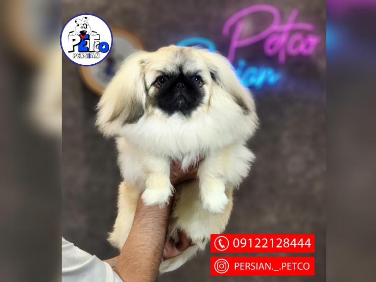 سگ پیکینز تبتی - سگ پکینز pekingese