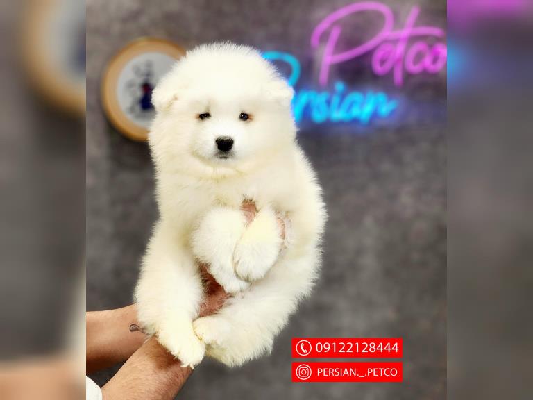 سگ ساموید کینگ - ساموید