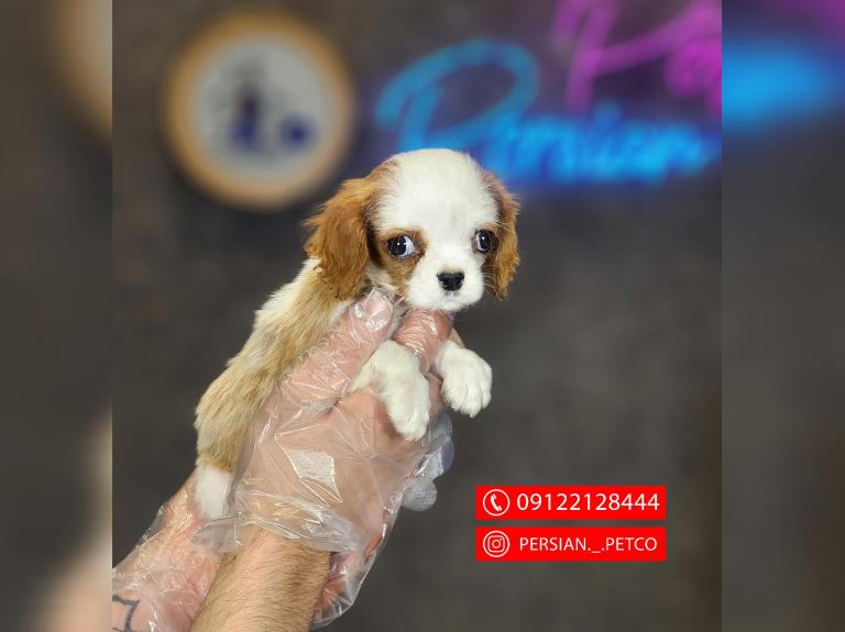 سگ کاوالیر کینگ چارلز - فروش سگ کاوالیر کینگ 