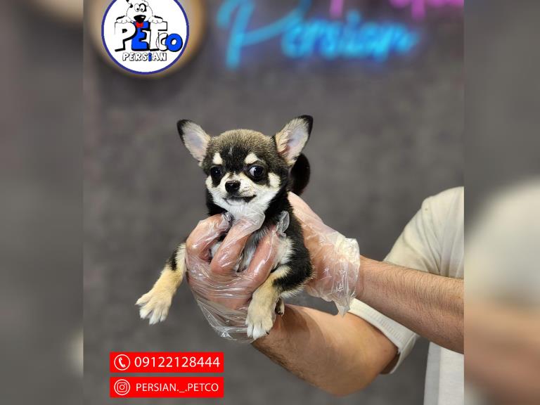 سگ جیبی شیهواهوا  - شیهواهوا ( Chihuahua )