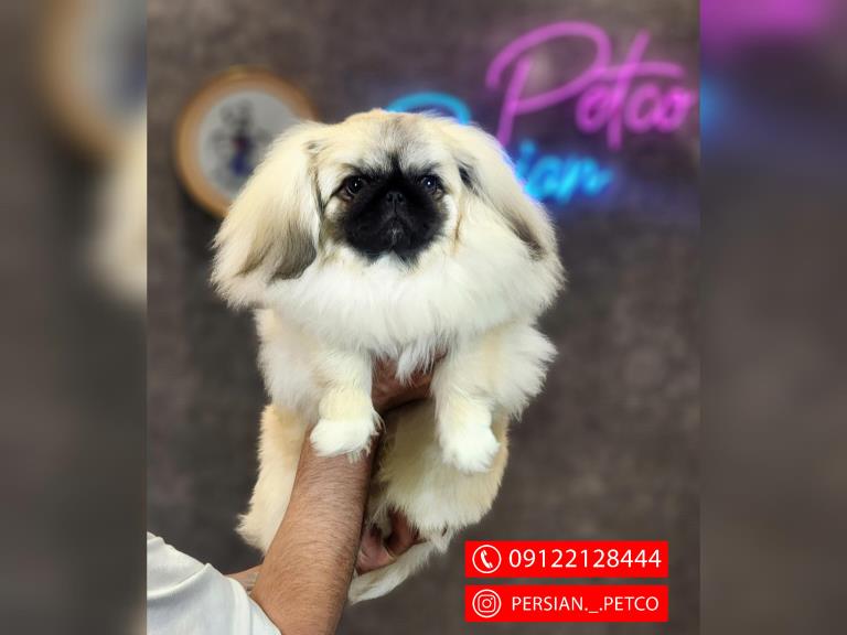 سگ پیکینز تبتی - سگ پکینز pekingese