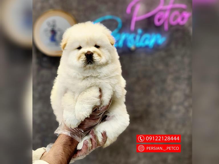 سگ چاوچاو مینی - سگ چاوچاو ( ChowChow )