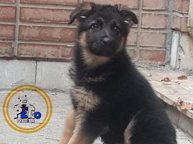 فروش سگ ژرمن شپرد شولاین - سگ ژرمن شپرد