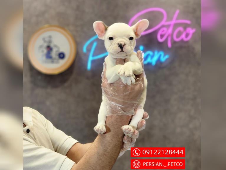 سگ فرنچ بولداگ  - سگ بولداگ فرانسوی french bulldog