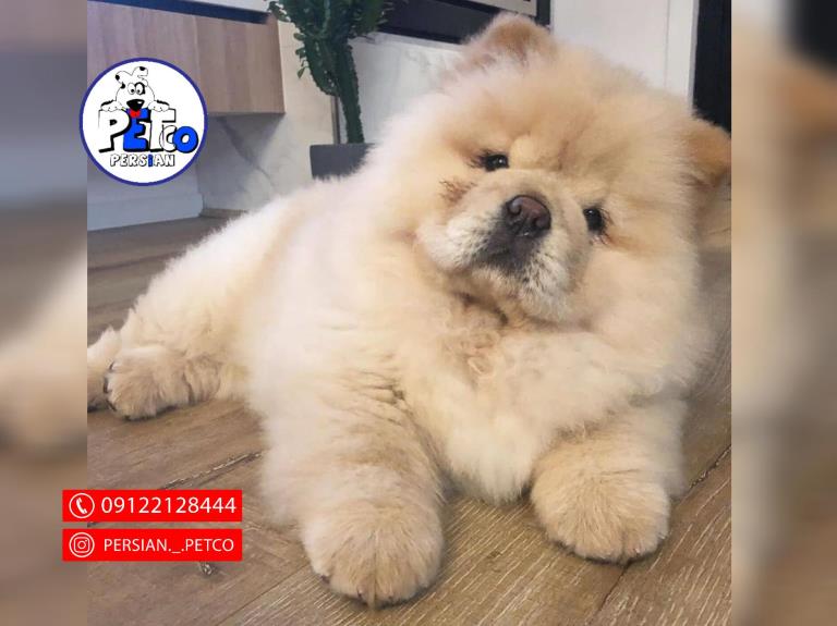 سگ چاوچاو مینی - سگ چاوچاو ( ChowChow )