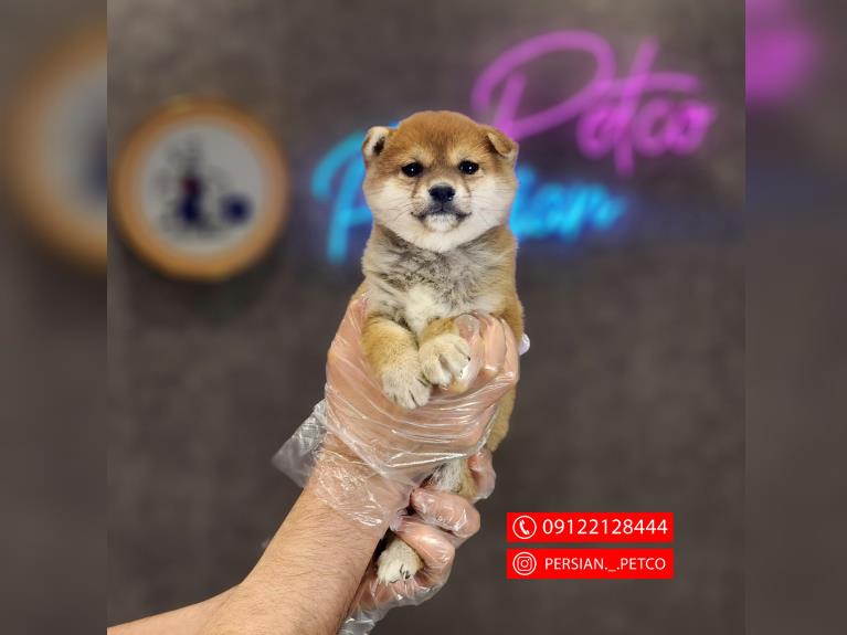 سگ شیبااینو وارداتی - شیبااینو(shibainu)
