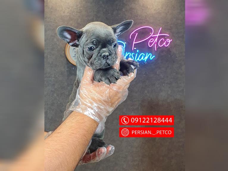 سگ فرنچ بولداگ  - سگ بولداگ فرانسوی french bulldog