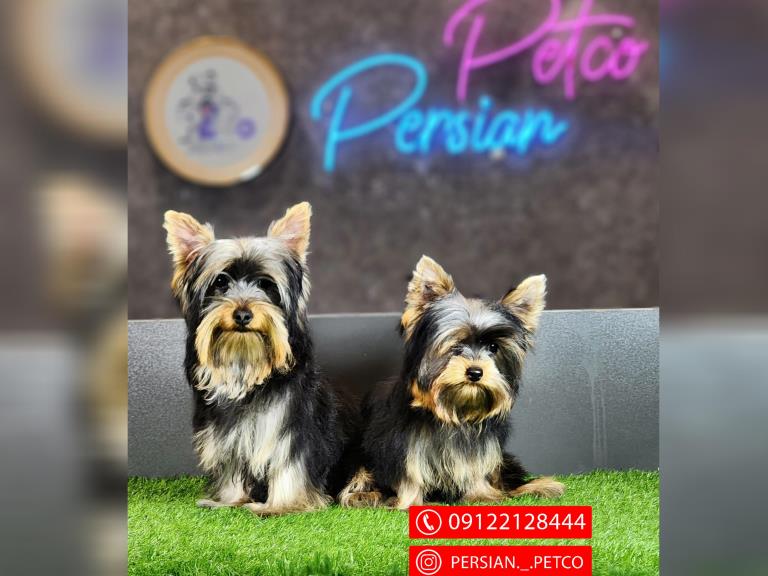 سگ یورکشایر - یورکشایر تریر