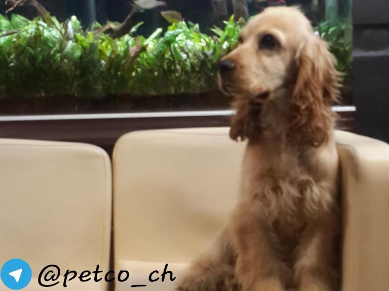 فروش سگ انگلیش کوکر اسپانیل - سگ کوکر اسپانیل