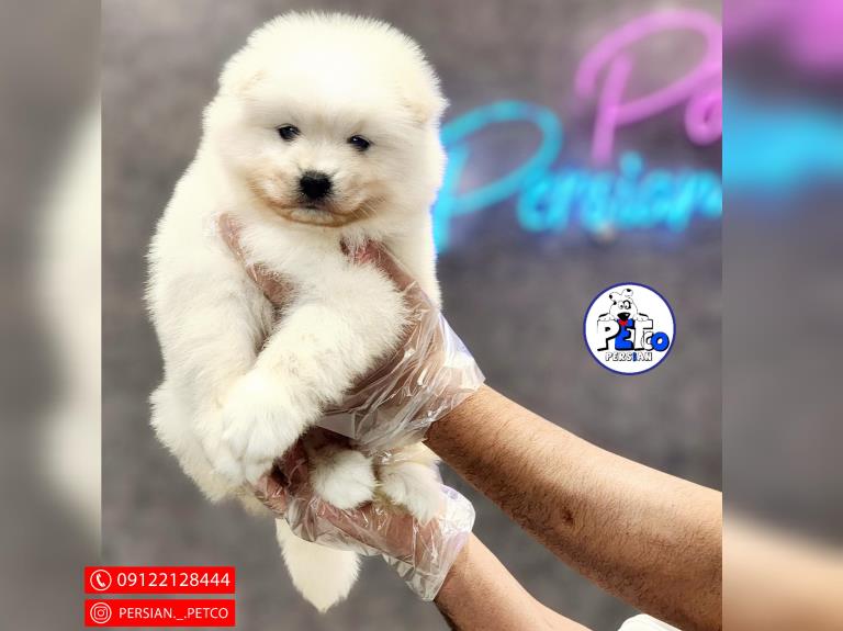 سگ ساموید کینگ - ساموید