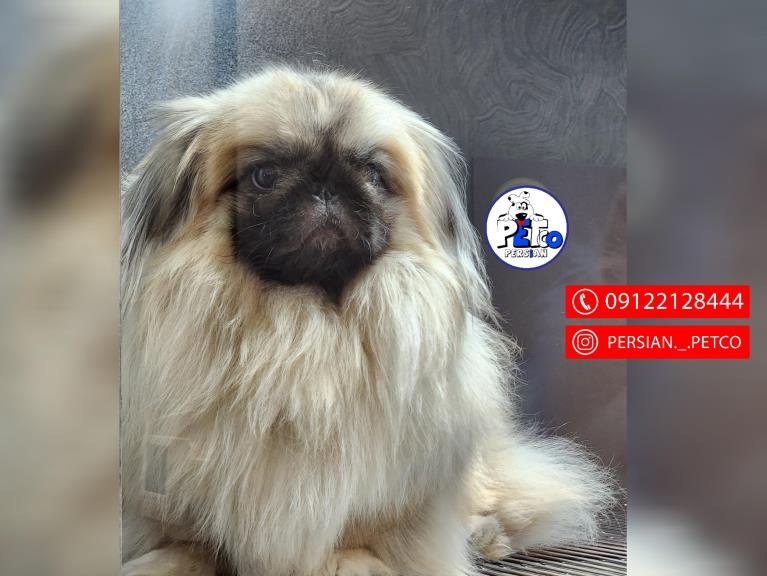 سگ پیکینز تبتی - سگ پکینز pekingese