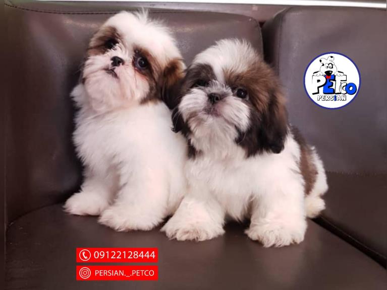 سگ شیتزو مینیاتوری - سگ شیتزو