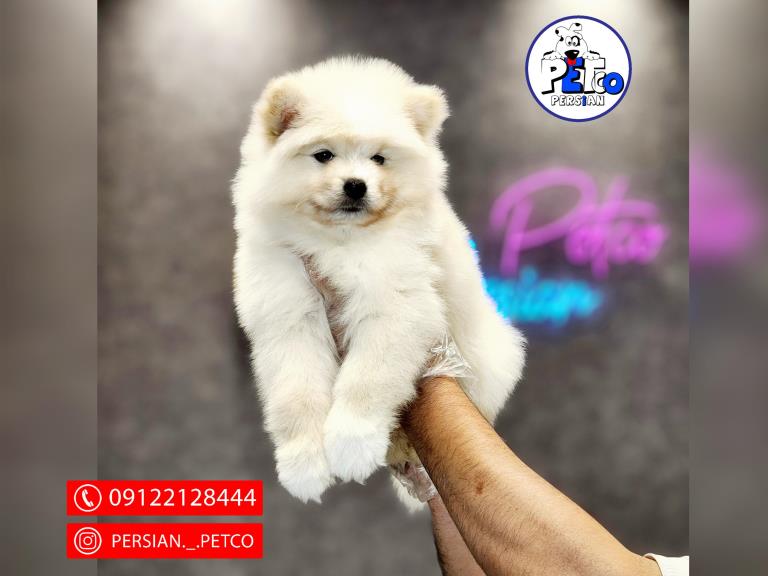 سگ ساموید کینگ - ساموید