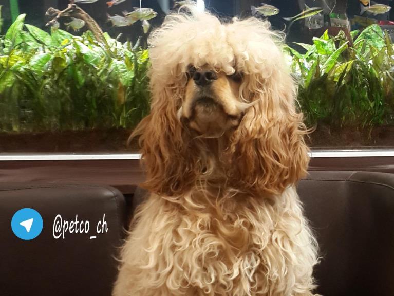 فروش سگ امریکن کوکر اسپانیل - سگ کوکر اسپانیل