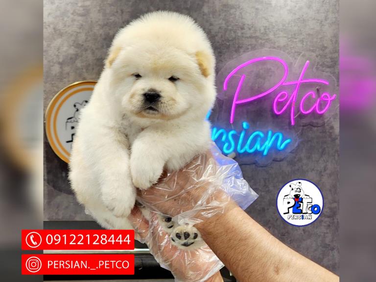 سگ چاوچاو مینی - سگ چاوچاو ( ChowChow )