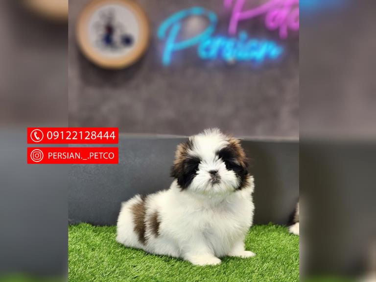 سگ شیتزو ژورنالی - سگ شیتزو