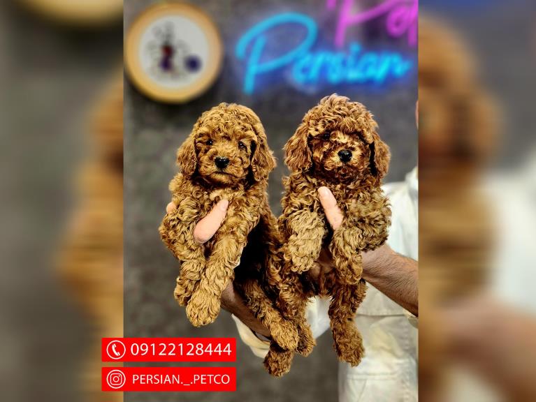 سگ توی پودل  - سگ پودل عروسکی Poodle