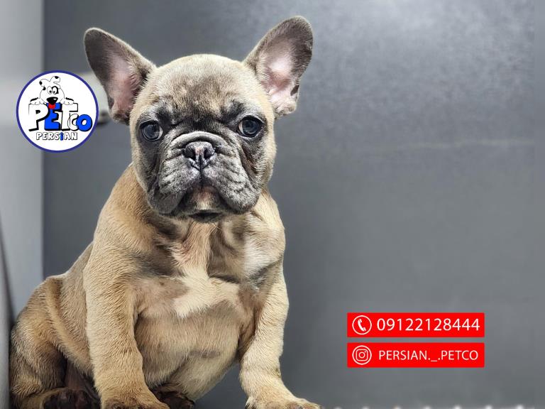 فرنچ بولداگ   Blue Fown - سگ بولداگ فرانسوی french bulldog