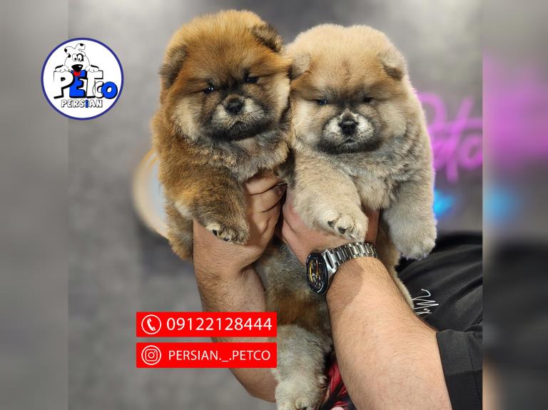 سگ چاوچاو مینی - سگ چاوچاو ( ChowChow )