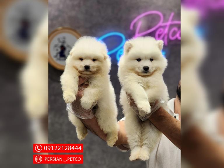 سگ ساموید  - ساموید