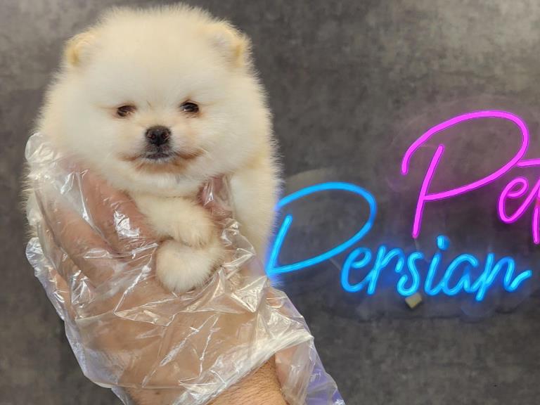 سگ پامرانیان خرسی - پامرانیان ( Boo )