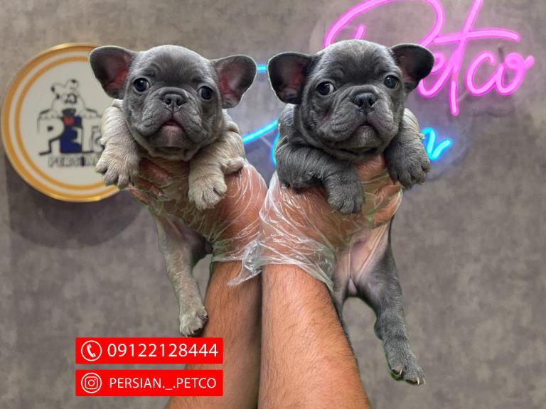 سگ فرنچ بولداگ - سگ بولداگ فرانسوی french bulldog