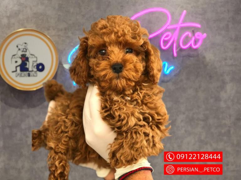 سگ توی پودل  - سگ پودل عروسکی Poodle