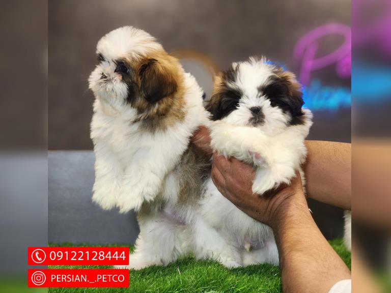 سگ شیتزو سوپر فلت - سگ شیتزو