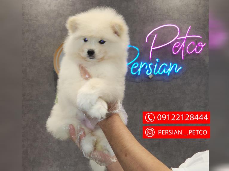 سگ ساموید  - ساموید