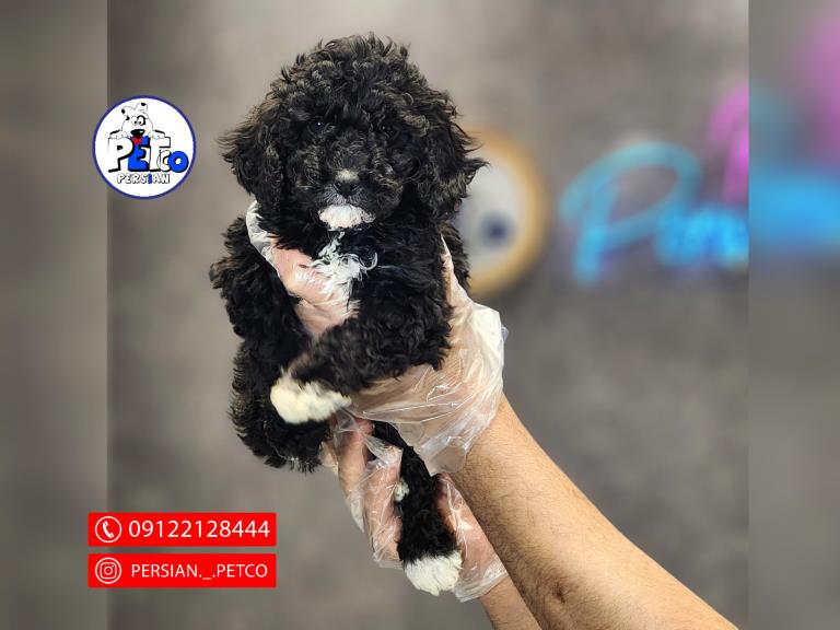 پودل مینیاتور رنگ خاص - سگ پودل عروسکی Poodle