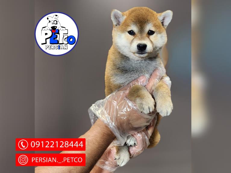 سگ شیبااینو  - شیبااینو(shibainu)