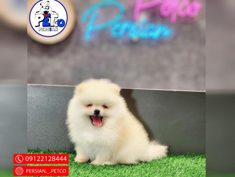 سگ پامرانیان خرسی - پامرانیان ( Boo )