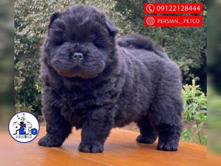 سگ چاوچاو مینی - سگ چاوچاو ( ChowChow )