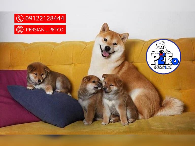 سگ شیبااینو  - شیبااینو(shibainu)